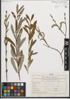 Foto von Salix purpurea L.